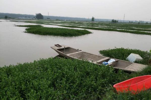 養小龍蝦需要什么條件