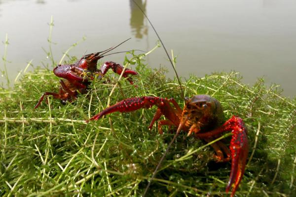 養小龍蝦需要什么條件
