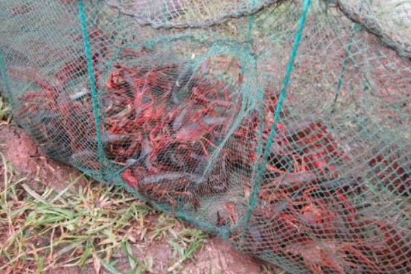 養小龍蝦需要什么條件