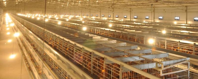 蛋雞的光照時(shí)間