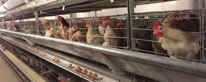 蛋雞的營(yíng)養(yǎng)價(jià)值