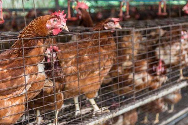 蛋雞的營(yíng)養(yǎng)價(jià)值