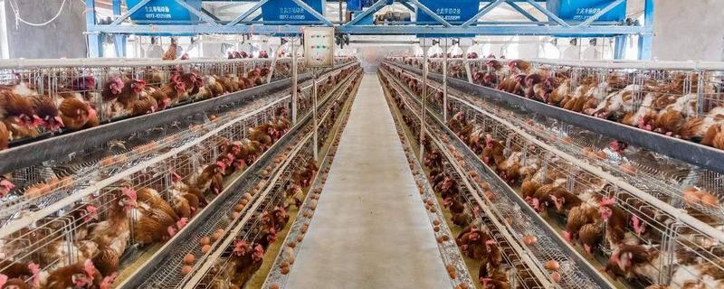 蛋雞養(yǎng)殖前景如何