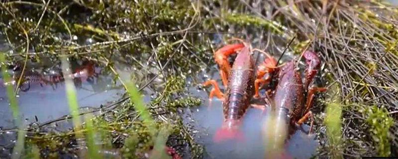 養小龍蝦一畝投資多少