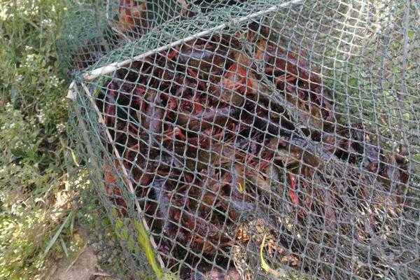 養小龍蝦一畝投資多少