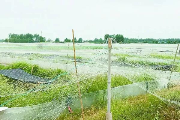 養小龍蝦的池塘怎么挖