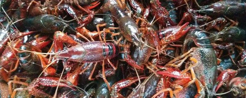 小龍蝦如何養殖