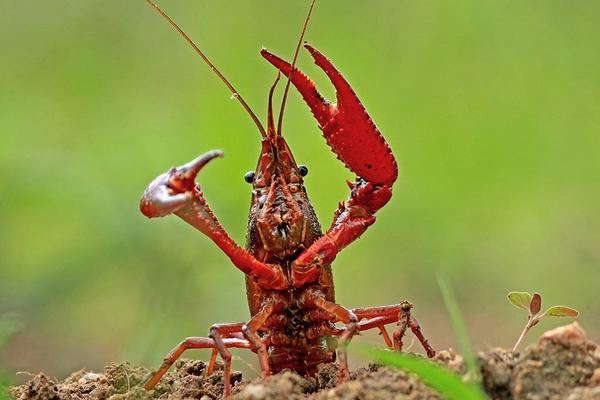 小龍蝦如何養殖