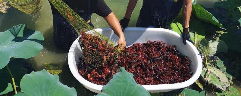 養小龍蝦需要什么條件