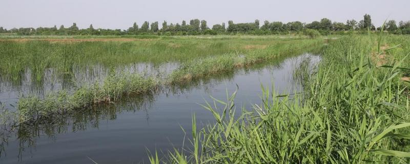 養小龍蝦的池塘怎么挖