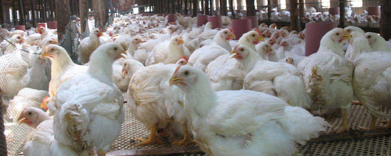 養(yǎng)肉雞的風(fēng)險(xiǎn)
