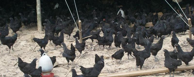 綠殼蛋雞一年產多少蛋