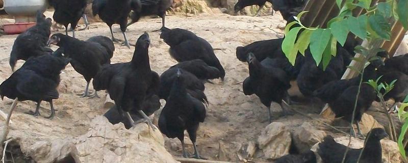 綠殼蛋雞養殖騙局