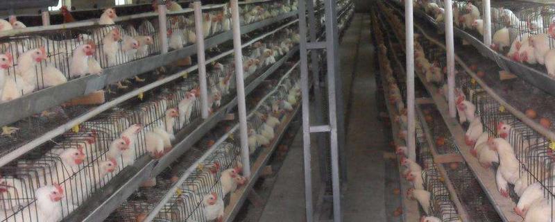 肉雞的飼養(yǎng)周期