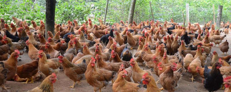 養(yǎng)肉雞還是蛋雞好
