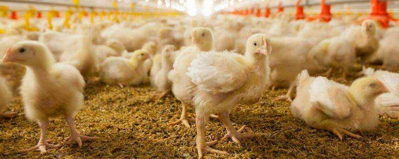 白羽肉雞苗價格