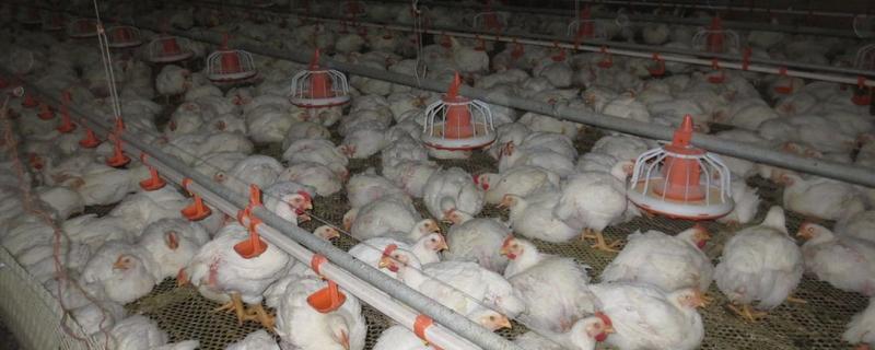 白羽肉雞什么品種好養