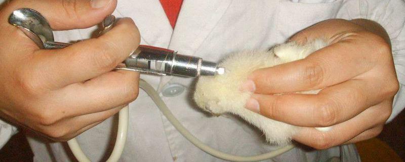 白羽肉雞的防疫程序