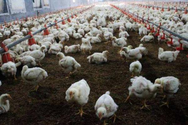 白羽肉雞的防疫程序