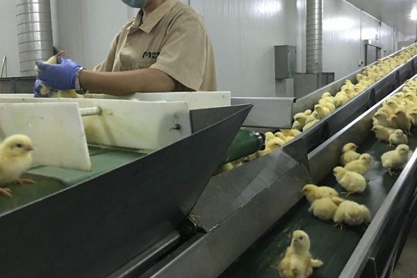 白羽肉雞的防疫程序