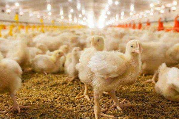 白羽肉雞的防疫程序