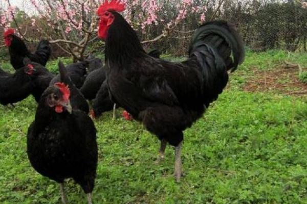 蛋雞的品種及產(chǎn)量