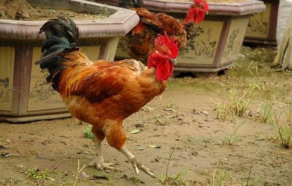 蛋雞的品種及產(chǎn)量