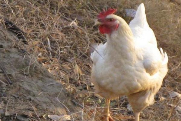 蛋雞的品種及產(chǎn)量