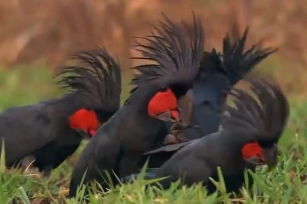 蛋雞的品種及產(chǎn)量