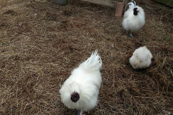 蛋雞的品種及產(chǎn)量