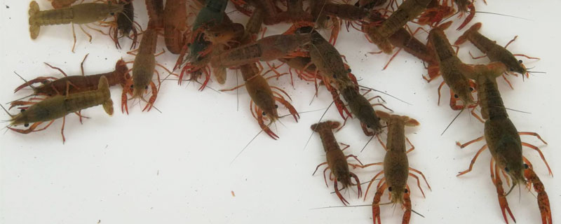 養(yǎng)小龍蝦的基本知識