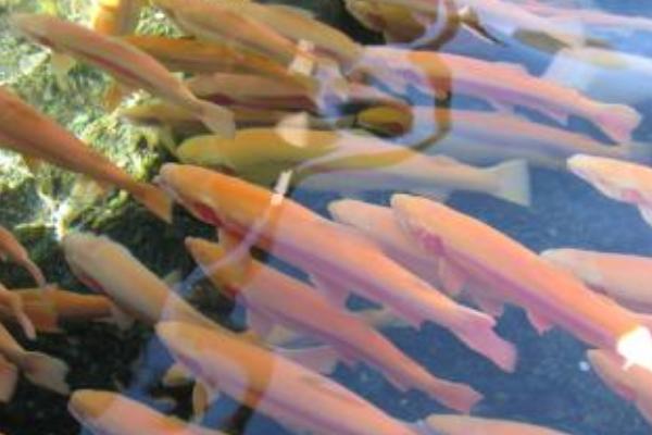 虹鱒魚價格多少錢一斤