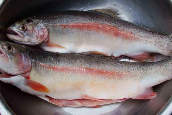 虹鱒魚價格多少錢一斤