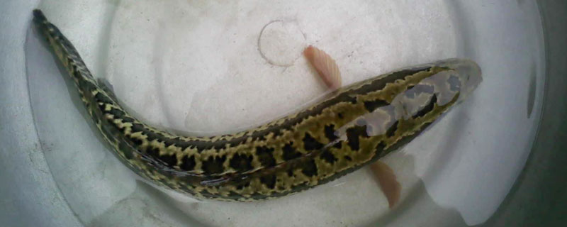 黑魚養殖幾個月能出售