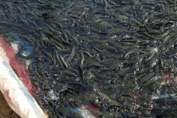 黑魚養殖幾個月能出售