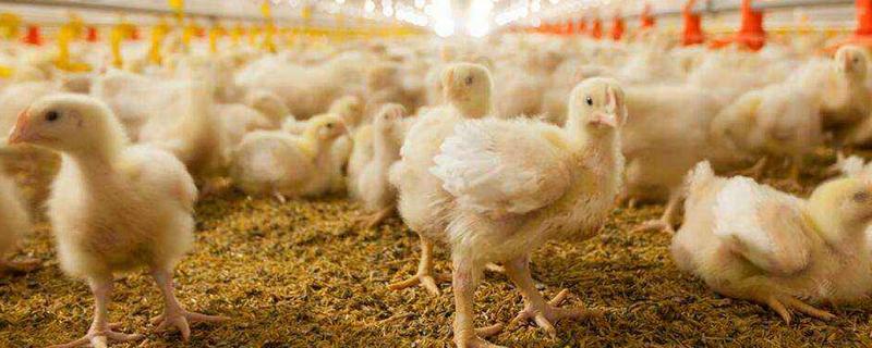 養白羽肉雞一年多重