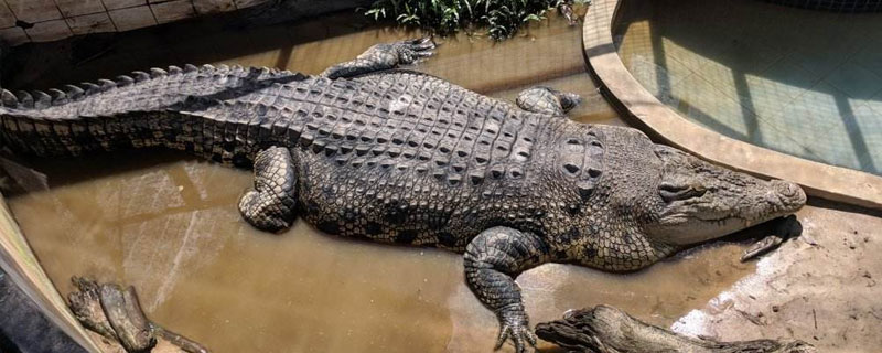 鱷魚養(yǎng)殖成本和利潤