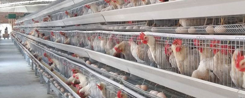 蛋雞的品種及產(chǎn)量