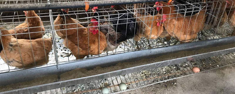 高產(chǎn)籠養(yǎng)綠殼蛋雞