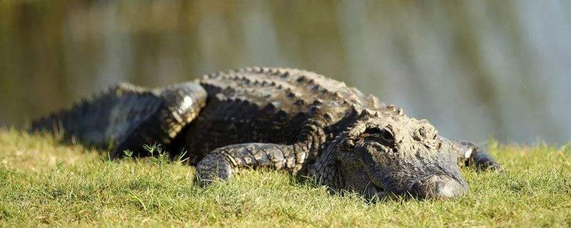 鱷魚養(yǎng)殖有什么政策