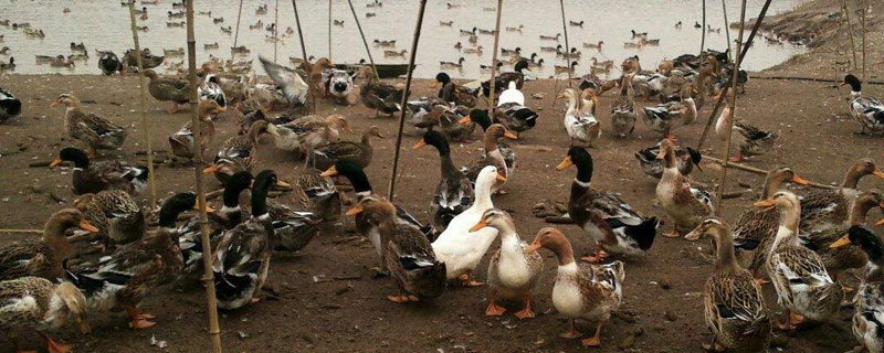 蛋鴨多少天產蛋