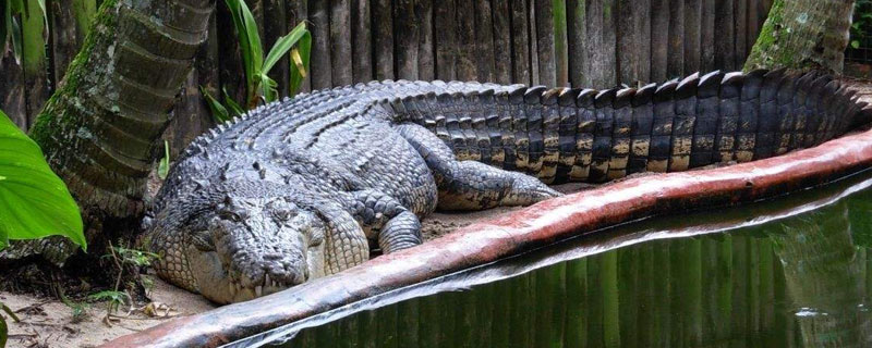 國內(nèi)可以養(yǎng)鱷魚嗎
