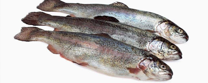 虹鱒魚價格多少錢一斤