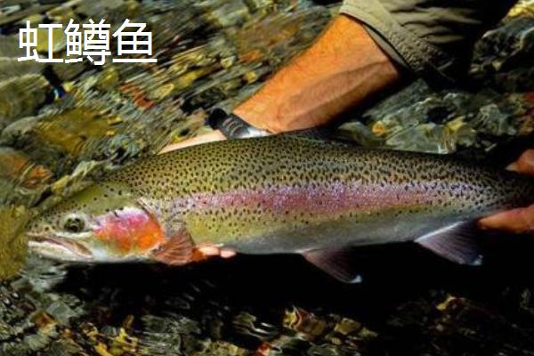 虹鱒魚價格多少錢一斤