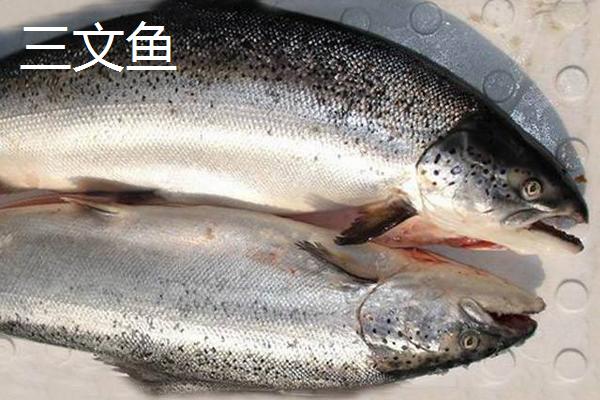 虹鱒魚價格多少錢一斤
