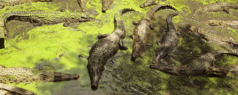 養(yǎng)鱷魚要投入多少錢