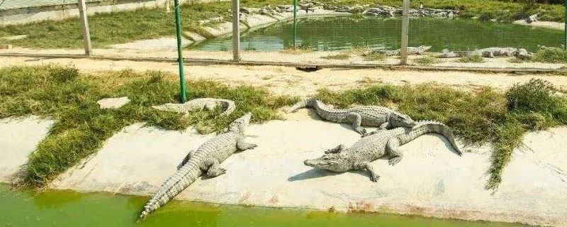 鱷魚怎么養(yǎng)