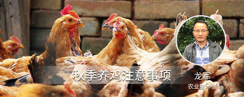 秋季養雞注意事項
