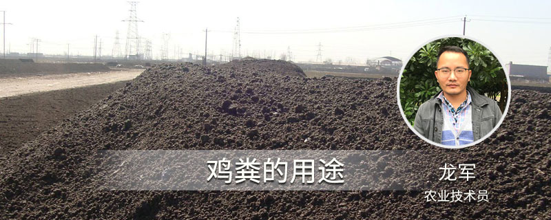 雞糞的用途