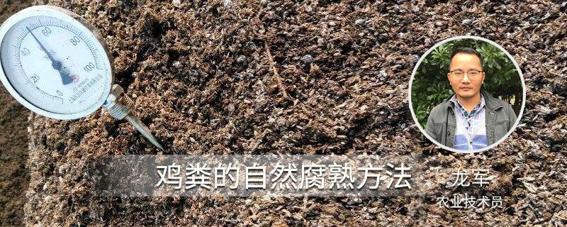 雞糞的自然腐熟方法